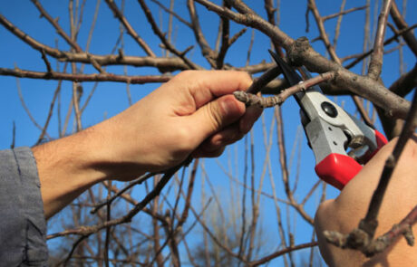 Professionell arborist